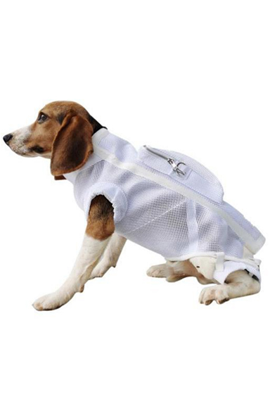 犬馬甲